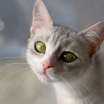 Masha