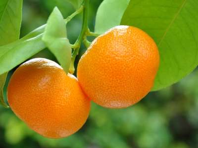 «Мандариновый» тест: что вы знаете о самом новогоднем фрукте?