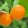 Тесты: «Мандариновый» тест: что вы знаете о самом новогоднем фрукте?