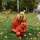 Олеся Сергеевна Медведева