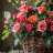 Rosarium